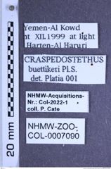 Etiketten zu Craspedostethus buettikeri (Platia & Schimmel, 1997) (NHMW-ZOO-COL-0007090)